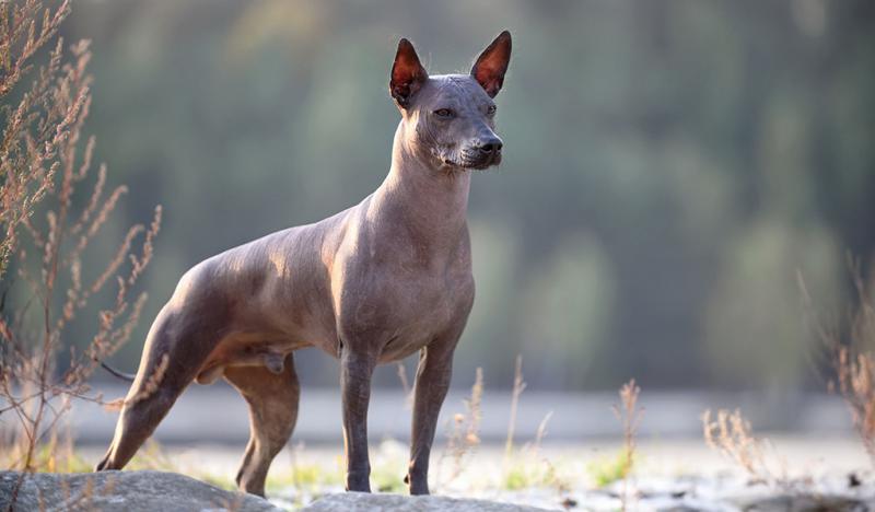 Порода Перуанская голая собака