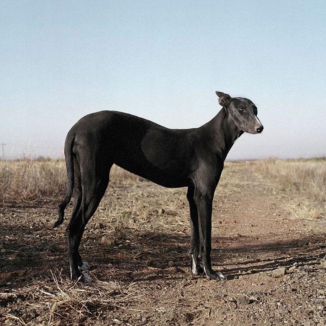 Фото собаки породы Африканис