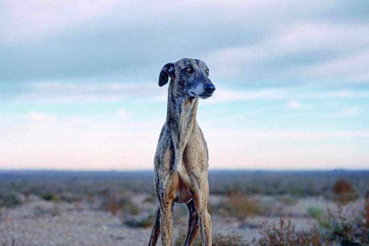 Фотография собаки породы Африканис