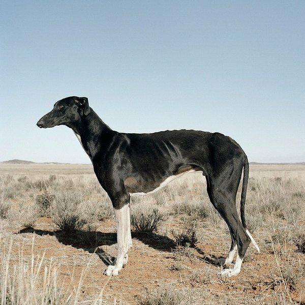 Собака породы Африканис
