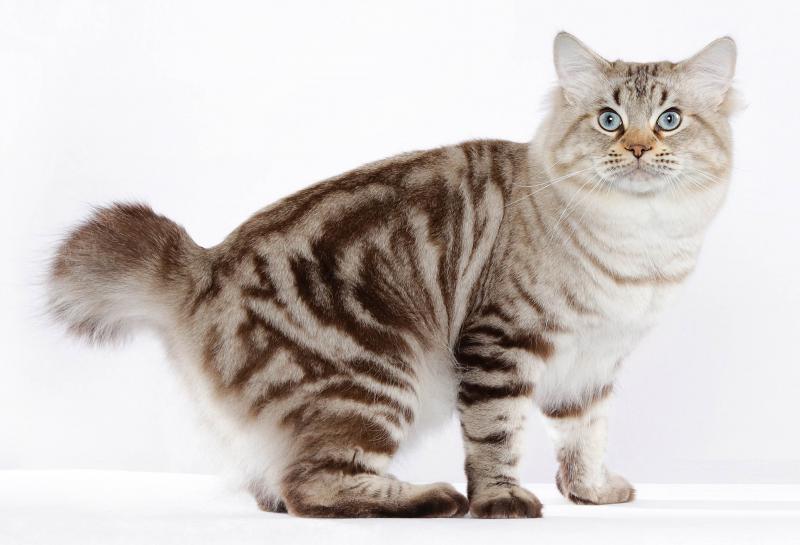Фотография кошки породы Американский бобтейл