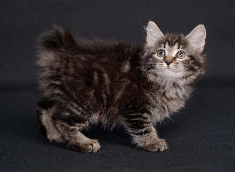 Фотография котенка породы Американский бобтейл