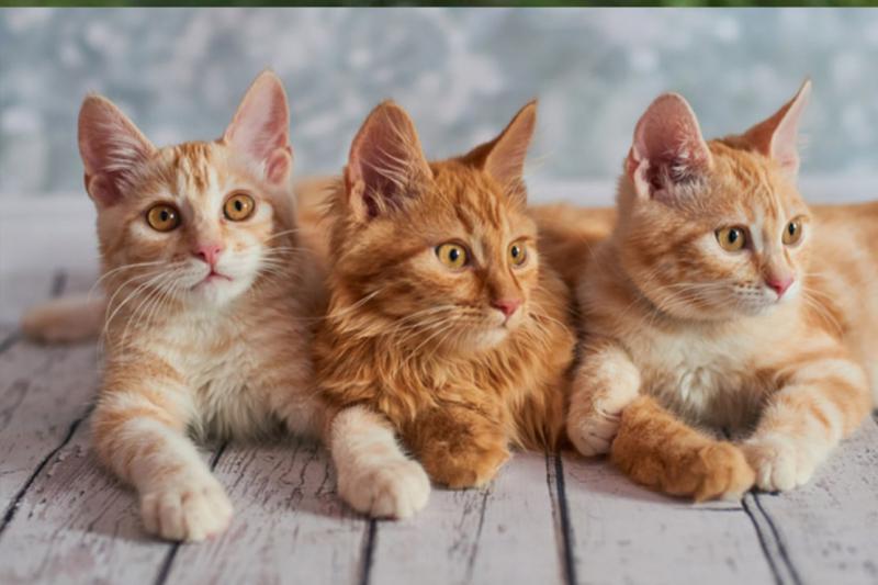 Фотографии кошки породы Американский бобтейл