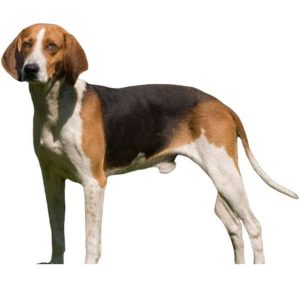anglo french small hound 00