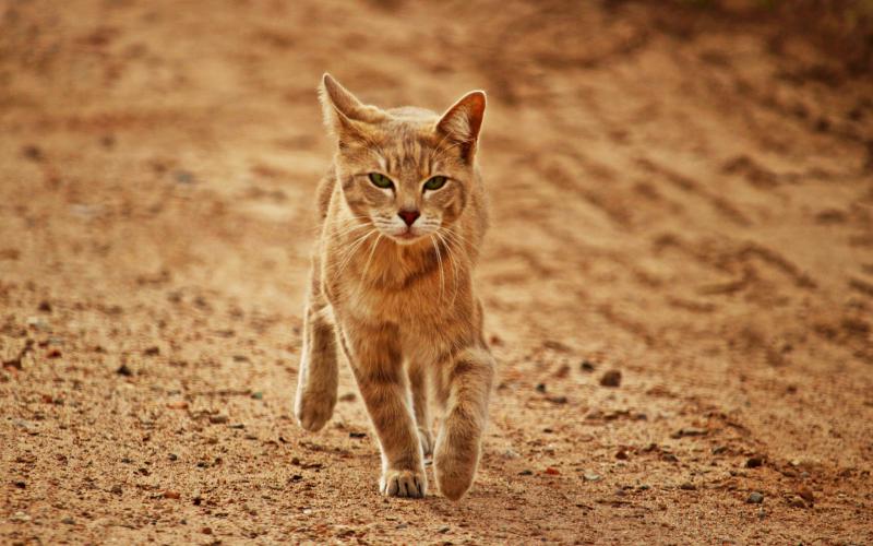 Фотография кошки породы Аравийский мау