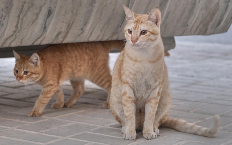 Кошки породы Аравийский мау