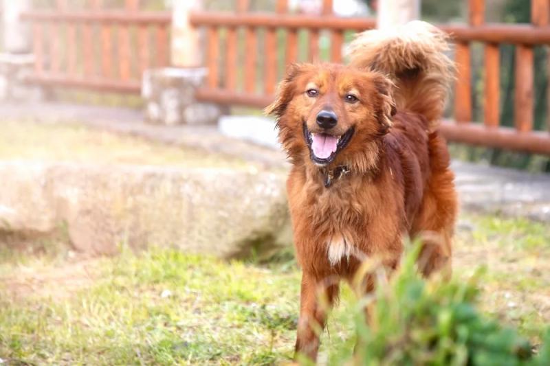 Фото собаки породы Баскская овчарка