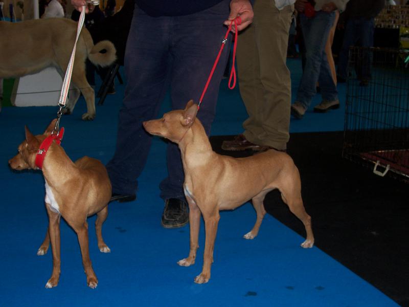 Фото собак породы Андалузский поденко