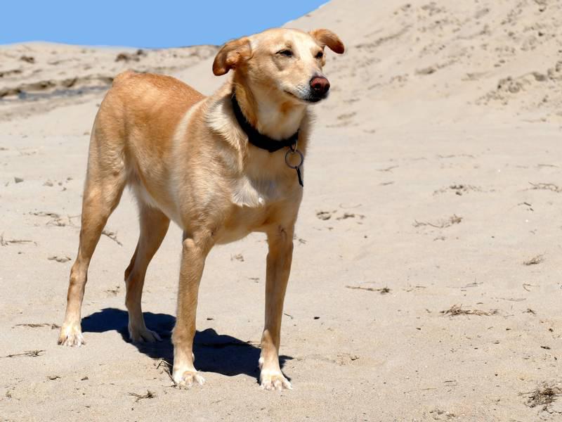 Фотография собаки породы Андалузский поденко