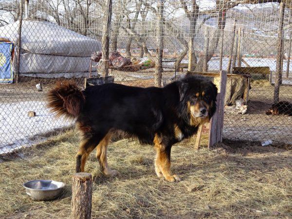 Фотография собаки породы Бурят-монгольский волкодав