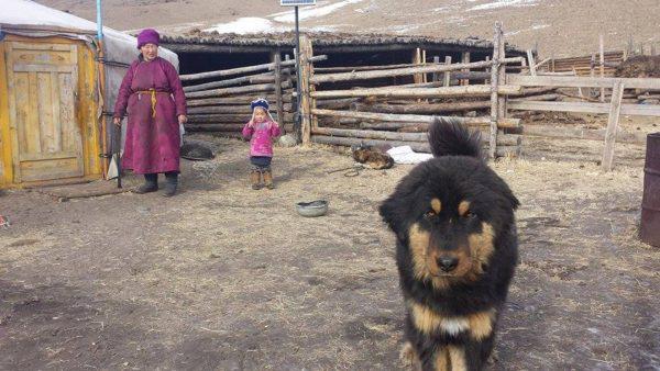 Собака породы Бурят-монгольский волкодав
