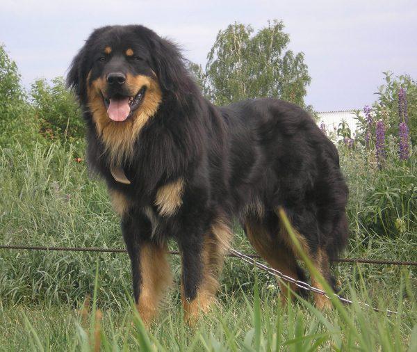 Порода собаки Бурят-монгольский волкодав