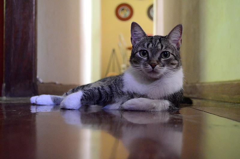 Фото кошки породы Бразильская короткошёрстная