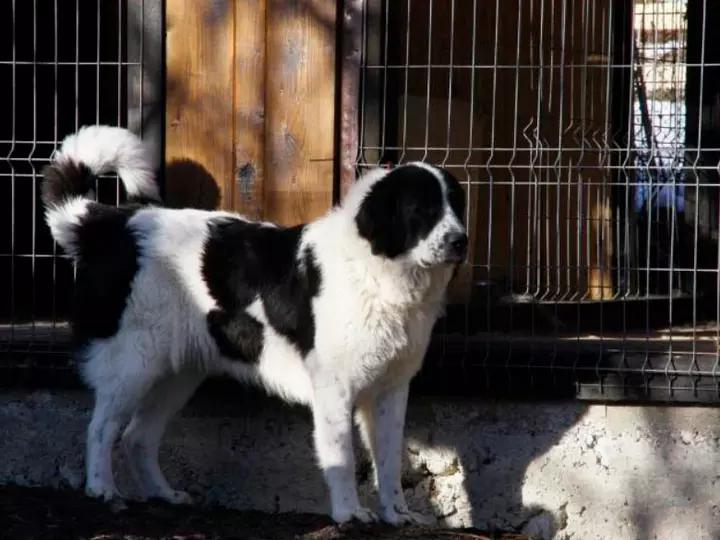Фото собаки породы Буковинская овчарка