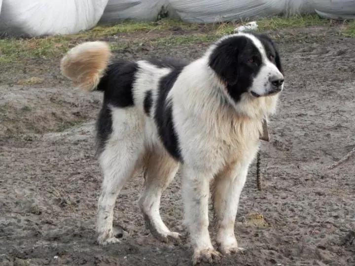 Фотография собаки породы Буковинская овчарка