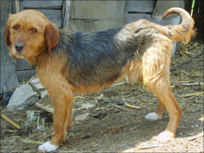 Фото собаки породы Болгарский барак
