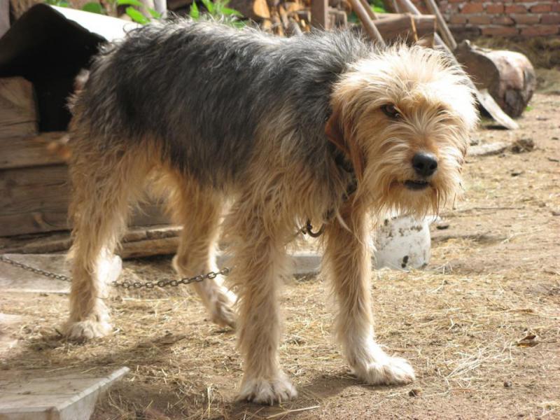 Собака породы Болгарский барак