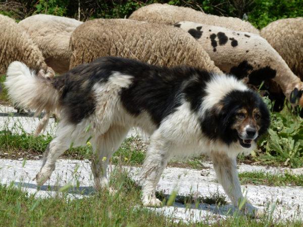 Собака породы Болгарская овчарка пасет овец