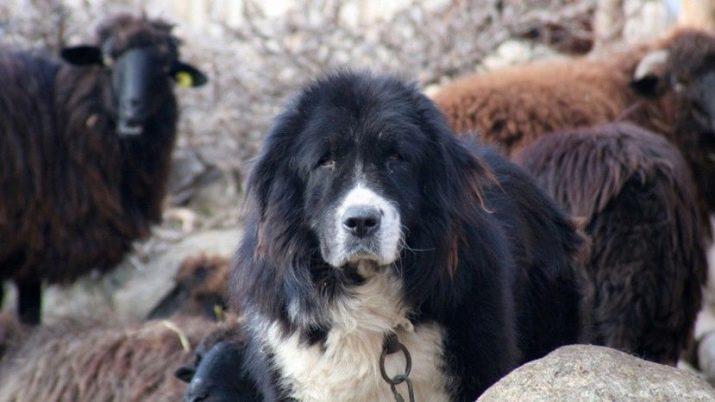 Фото собаки породы Болгарская овчарка