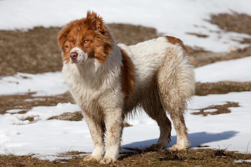Собака породы Болгарская овчарка