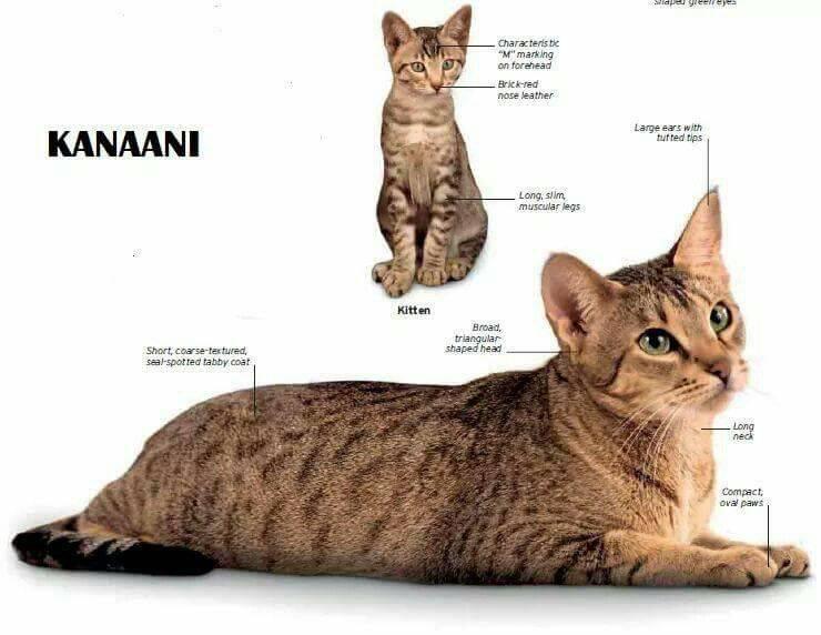 Стандарты породы кошки Канаани