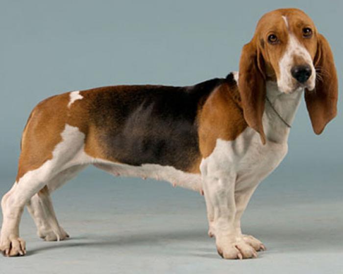Внешний вид собаки породы Артезиано-нормандский бассет