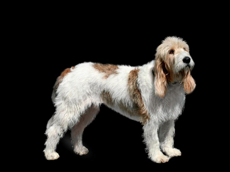 Фотография собаки породы Большой вандейский бассет-гриффон