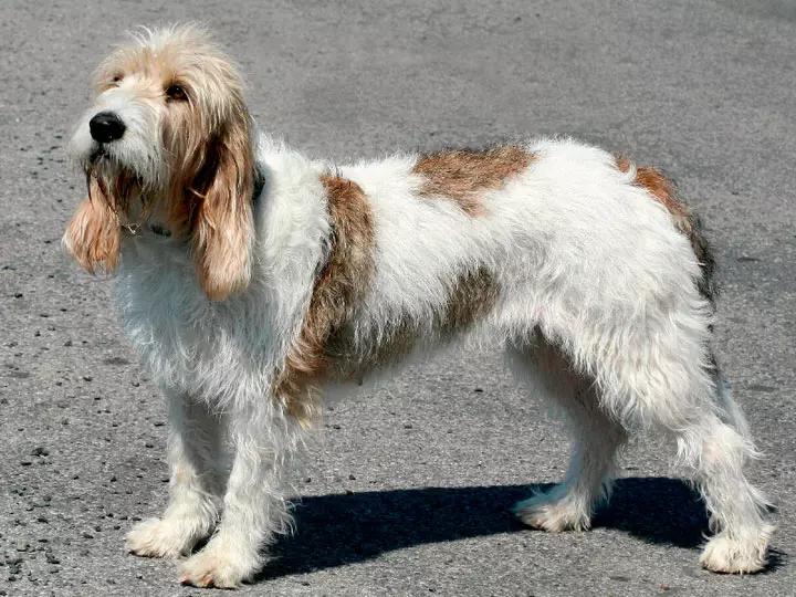 Внешний вид собаки породы Большой вандейский бассет-гриффон
