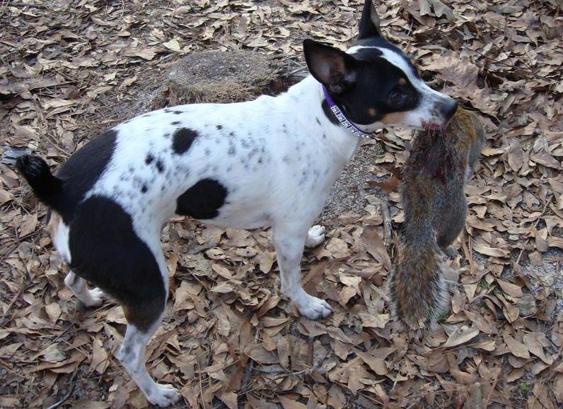 Фотография собаки породы Валенсийский ратер
