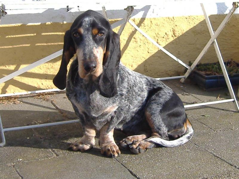 Фото собаки породы Голубой гасконский бассет