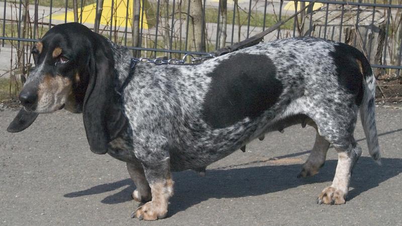 Фотография собаки породы Голубой гасконский бассет