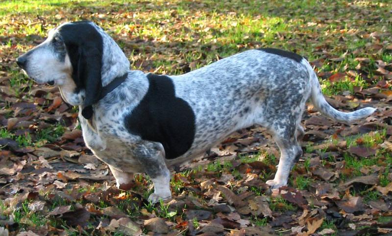 Внешний вид собаки породы Голубой гасконский бассет
