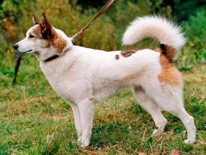 Фотография собаки породы Восточносибирская лайка