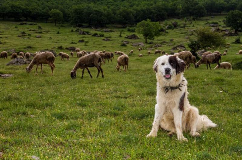 Фотография собаки Греческая овчарка