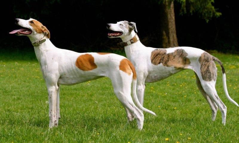 Фото собак породы Венгерская борзая
