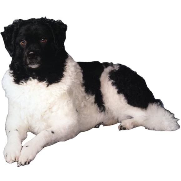 Сравнение пород собак - Веттерхун (Голландский водяной спаниель ...