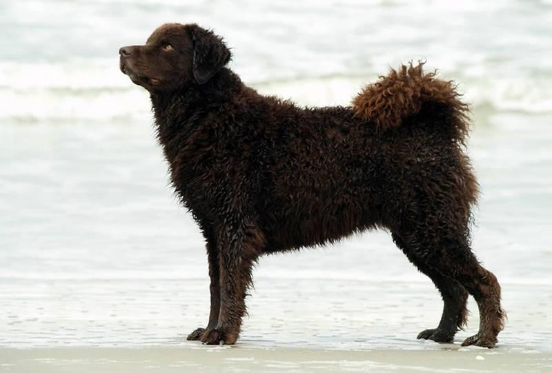 Фотография собаки породы Голландский водяной спаниель (Веттерхун)
