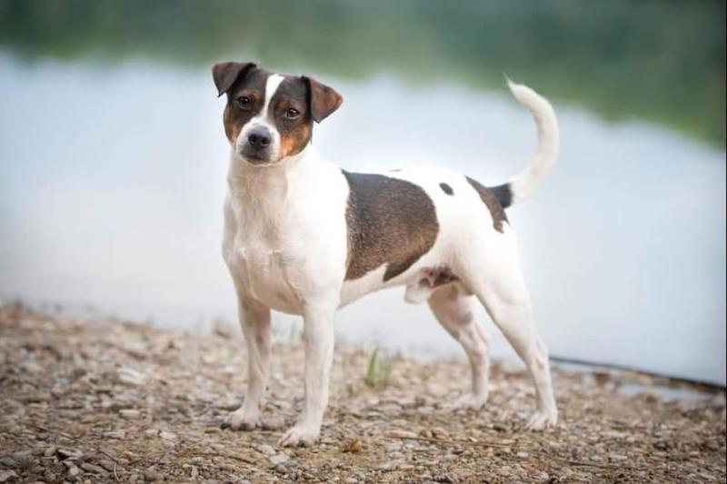 Внешний вид собаки породы Датско-шведская фермерская собака