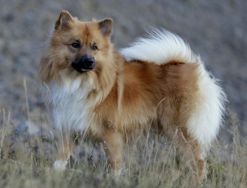 Собака породы Исландская собака