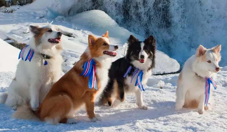 Фотография собак породы Исландская собака
