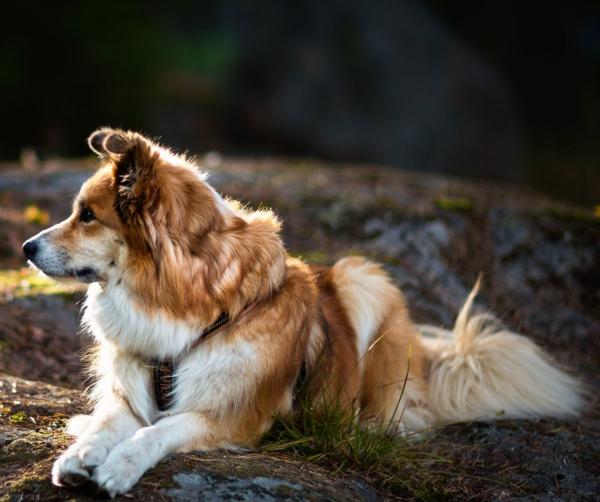 Фотография собаки породы Исландская собака