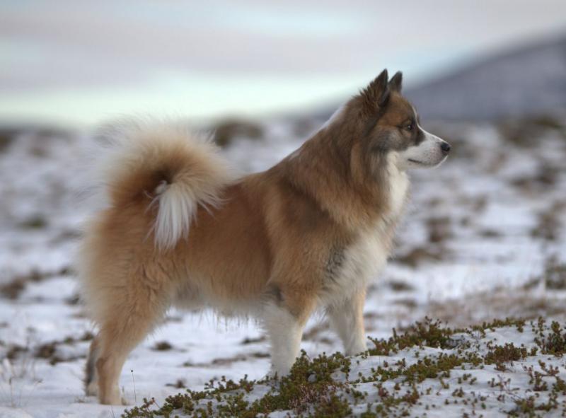 Фотография Исландская собака