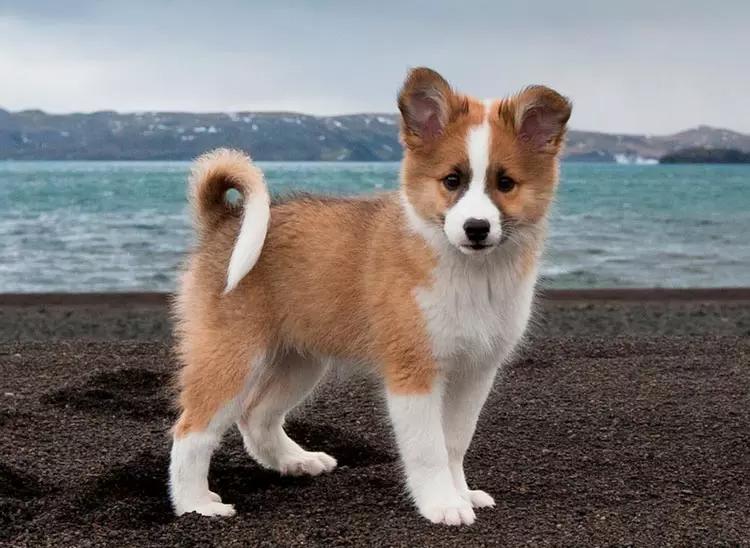 Щенок породы Исландская собака