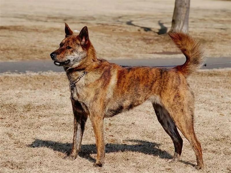 Фото собаки породы каи кен