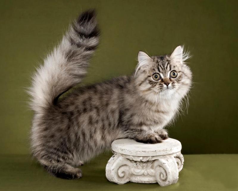 Фотография кошки породы Наполеон