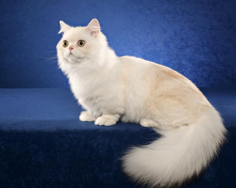 Кошка породы Наполеон окрас дымчатый