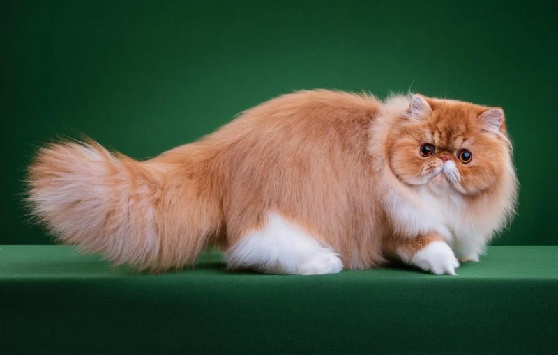 Кошка породы Наполеон окрас биколор