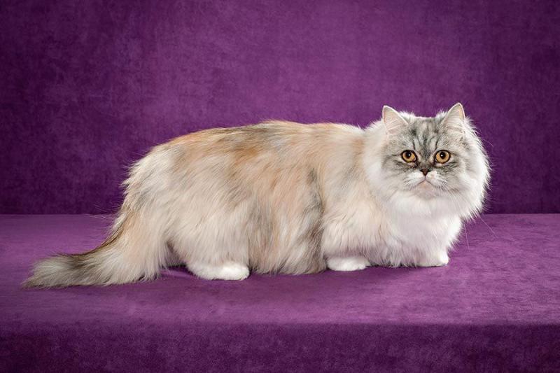 Внешний вид кошки породы Наполеон