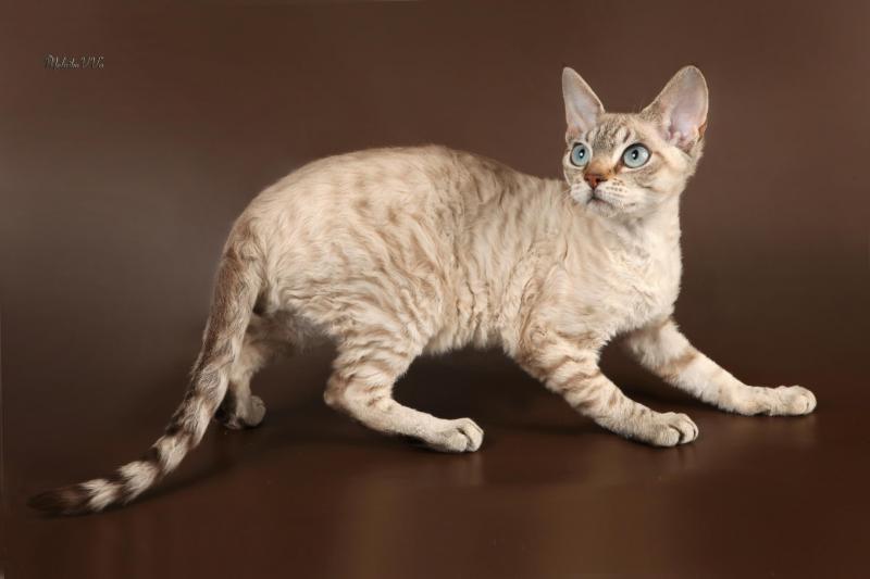 Фотография кошки породы Орегон-рекс