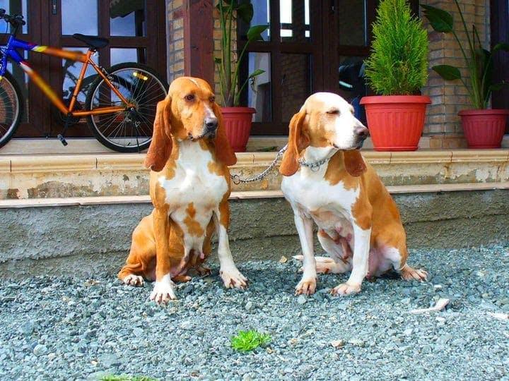 Фотография собак породы Испанская гончая
